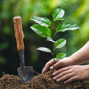 plant trees 01 1403070001 1